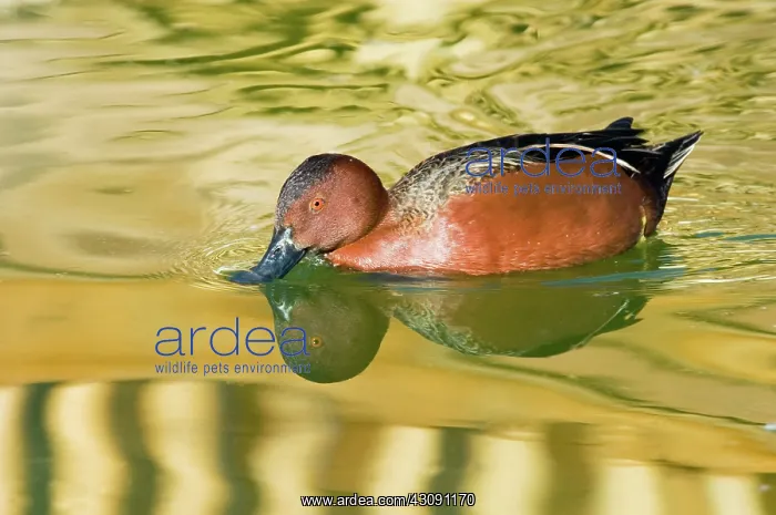 : Cinnamon Teal : Cinnamon Teal