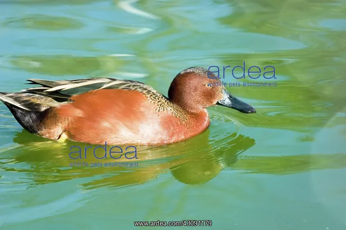  : Cinnamon Teal
