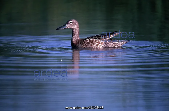  : Cinnamon Teal