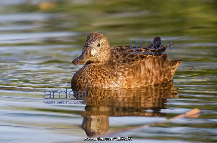: Cinnamon Teal - adult female : Cinnamon Teal - adult female