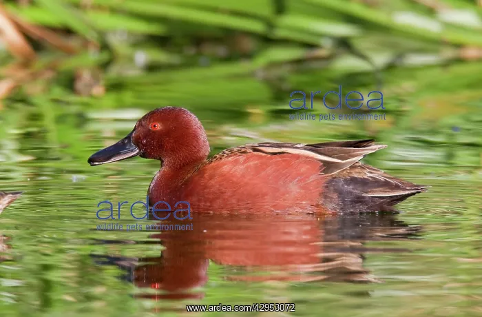 : Cinnamon Teal - adult male - March : Cinnamon Teal - adult male - March
