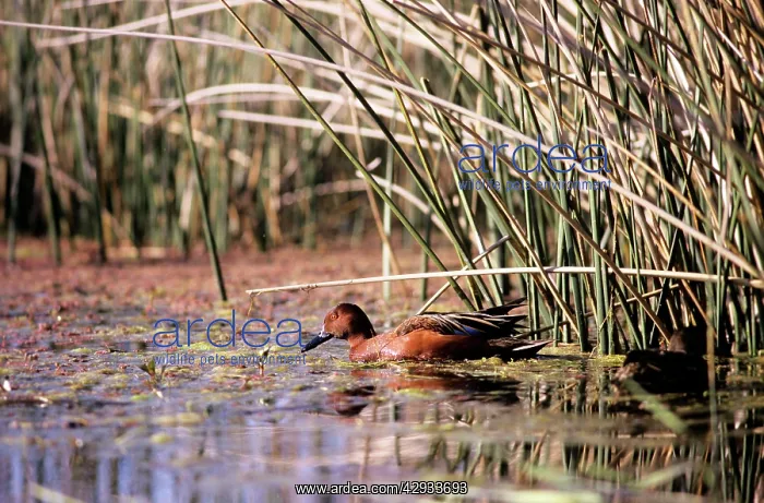 : Cinnamon Teal Duck : Cinnamon Teal Duck