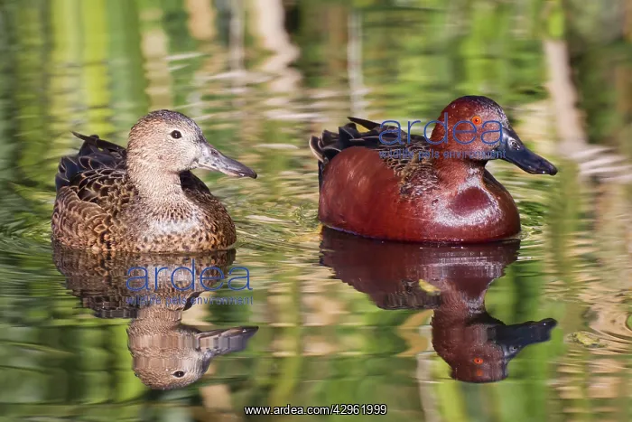 : Cinnamon Teal - male and female in winter : Cinnamon Teal - male and female in winter