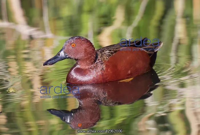 : Cinnamon Teal - male in winter : Cinnamon Teal - male in winter