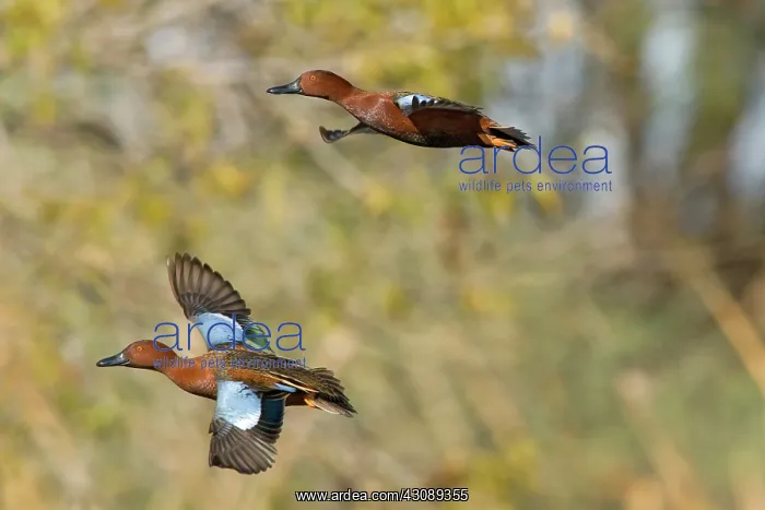 : Cinnamon Teal pair in flight : Cinnamon Teal pair in flight