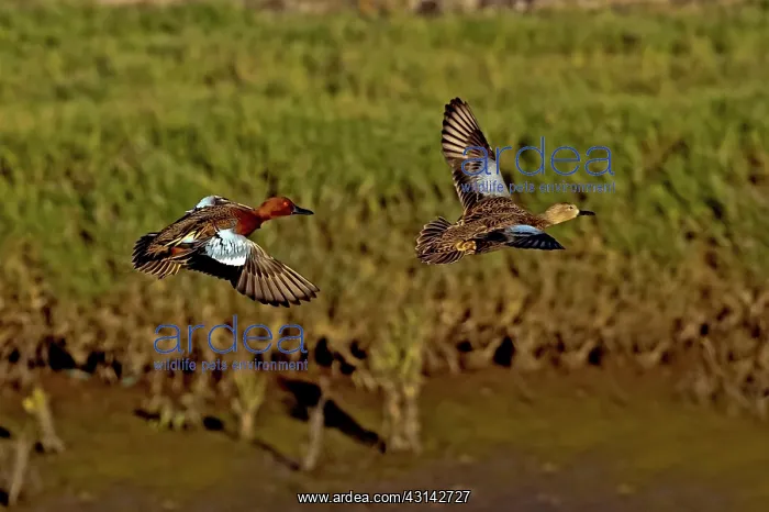 : Cinnamon Teal pair in flight : Cinnamon Teal pair in flight