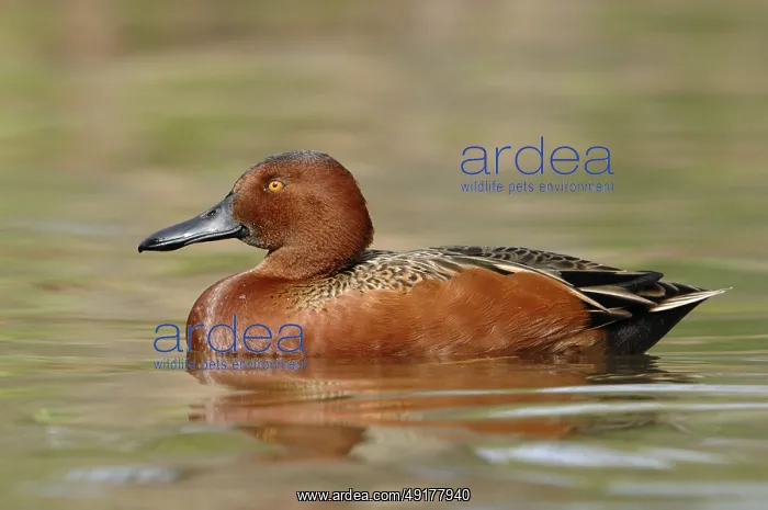: Cinnamon Teal (Spatula cyanoptera) male : Cinnamon Teal (Spatula cyanoptera) male