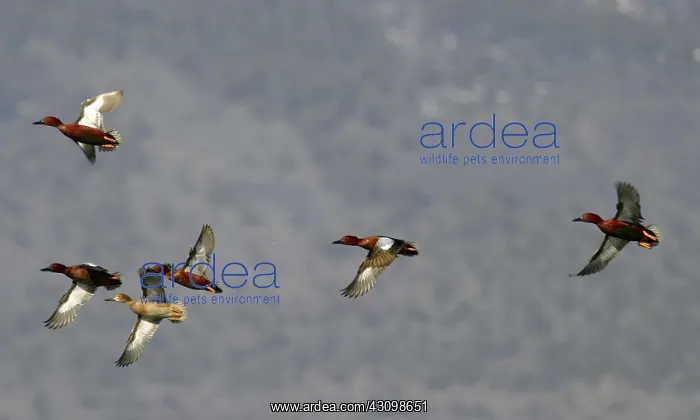 : Cinnamon Teals : Cinnamon Teals