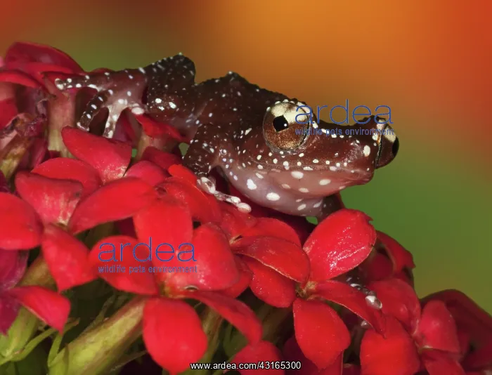  : Cinnamon Tree Frog