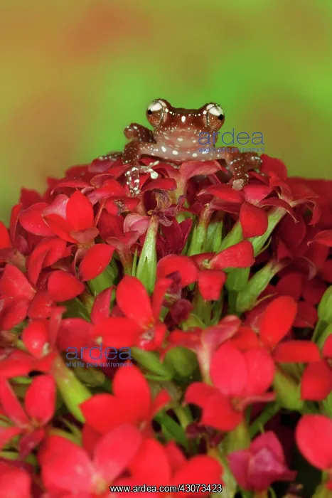: Cinnamon Tree Frog (Nyctixalus pictus) : Cinnamon Tree Frog (Nyctixalus pictus)