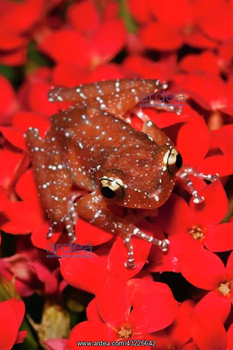 : Cinnamon Tree Frog (Nyctixalus pictus) : Cinnamon Tree Frog (Nyctixalus pictus)