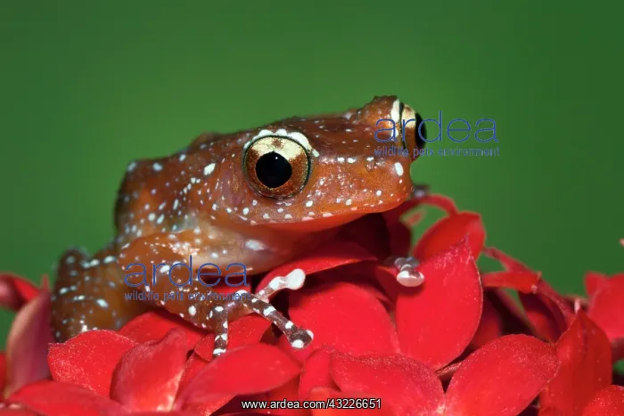 : Cinnamon Tree Frog (Nyctixalus pictus) : Cinnamon Tree Frog (Nyctixalus pictus)