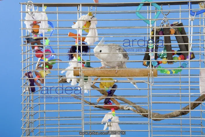: Cinnamon White-faced Cockatiel : Cinnamon White-faced Cockatiel
