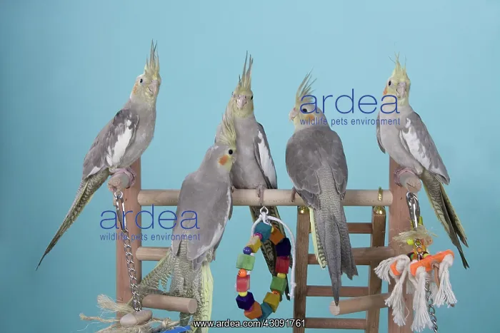 : Cinnamon White-faced Pied Pearl Cockatiel Babies : Cinnamon White-faced Pied Pearl Cockatiel Babies