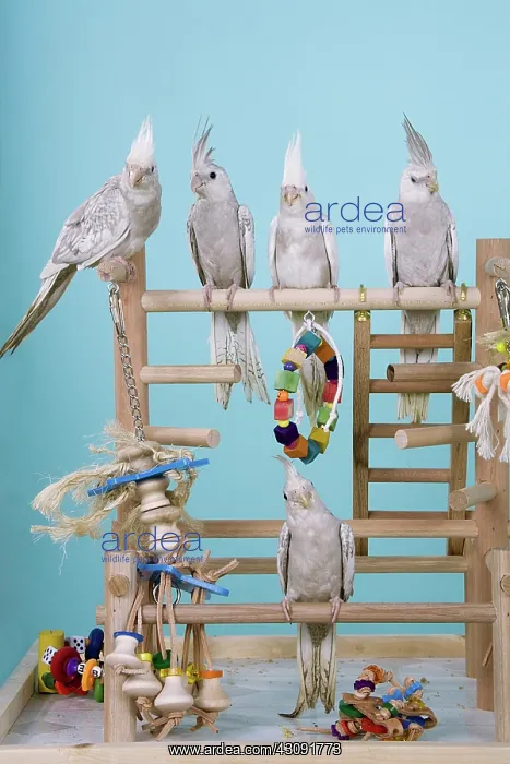 : Cinnamon White-faced Pied Pearl Cockatiel Babies : Cinnamon White-faced Pied Pearl Cockatiel Babies