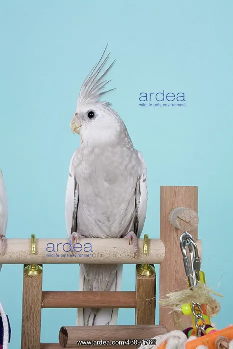 : Cinnamon White-faced Pied Pearl Cockatiel Baby : Cinnamon White-faced Pied Pearl Cockatiel Baby