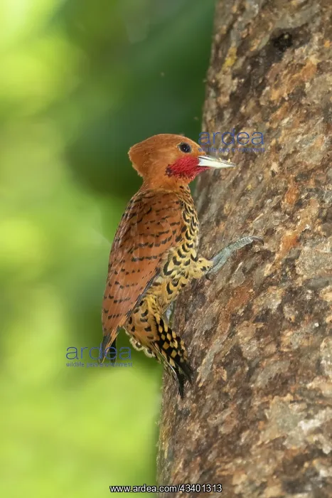 : Cinnamon Woodpecker Celeus loricatus : Cinnamon Woodpecker Celeus loricatus