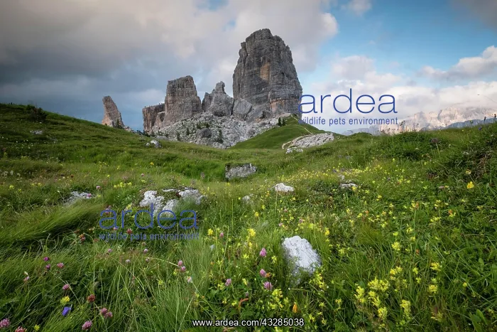 : Cinque Torri with flower meadow, Cinque Torri, climbing : Cinque Torri with flower meadow, Cinque Torri, climbing
