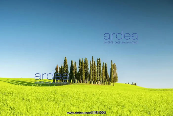 : Cipressi di San Quirico dOrcia, group of cypresses : Cipressi di San Quirico dOrcia, group of cypresses
