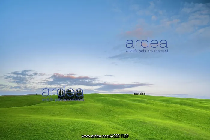: Cipressi di San Quirico dOrcia, group of cypresses : Cipressi di San Quirico dOrcia, group of cypresses