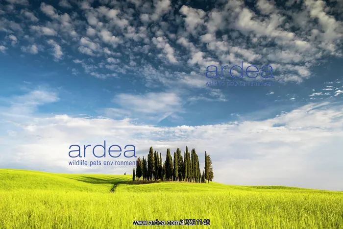: Cipressi di San Quirico dOrcia, group of cypresses : Cipressi di San Quirico dOrcia, group of cypresses