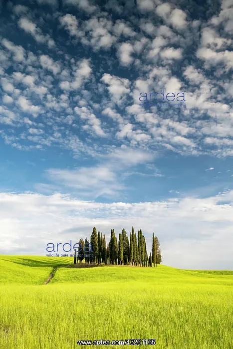 : Cipressi di San Quirico dOrcia, group of cypresses : Cipressi di San Quirico dOrcia, group of cypresses