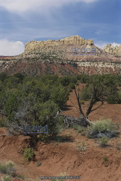 : Circle Cliffs, Utah : Circle Cliffs, Utah