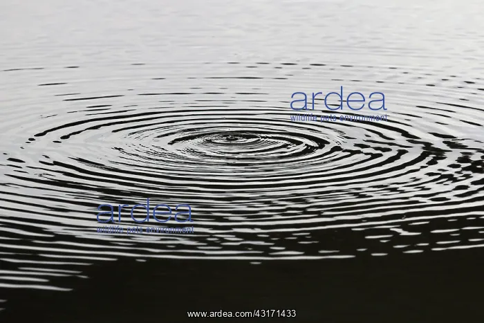 : Circles in the water, The Netherlands, Overijssel : Circles in the water, The Netherlands, Overijssel