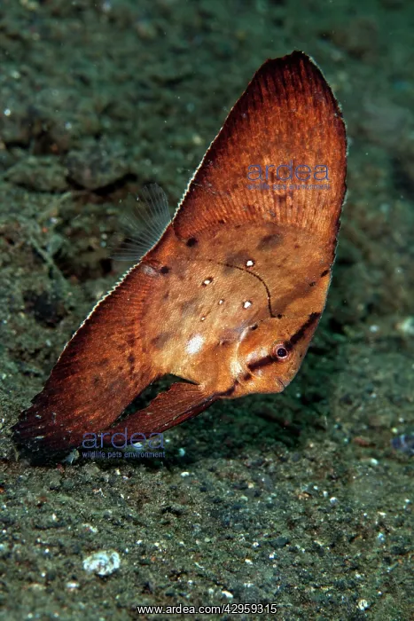 : Circular Batfish : Circular Batfish