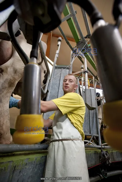 : Circular milking a herd of Holstein cows : Circular milking a herd of Holstein cows