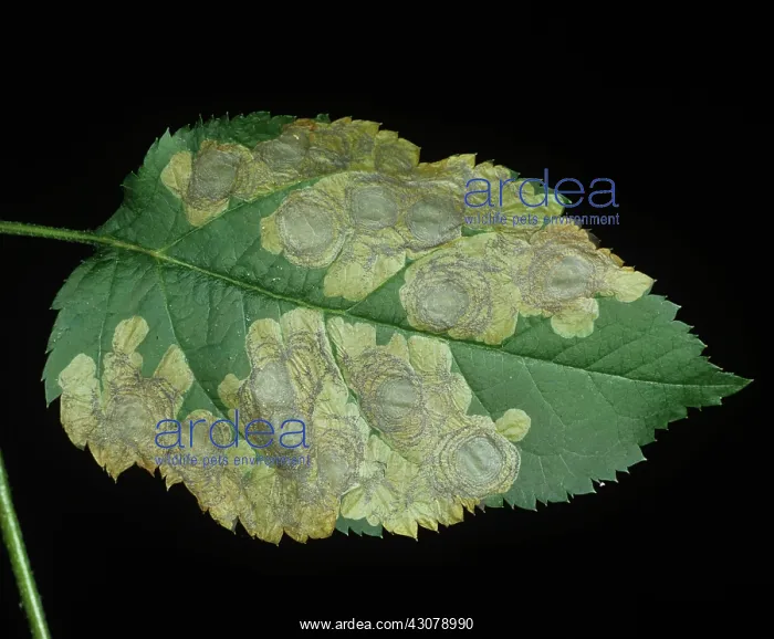 : Circular mines of apple leaf miner : Circular mines of apple leaf miner