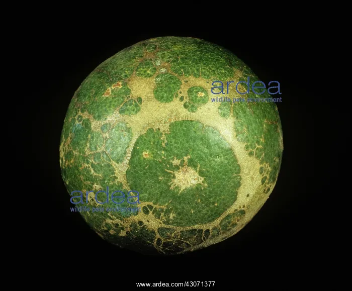 : Circular russetting of orange : Circular russetting of orange
