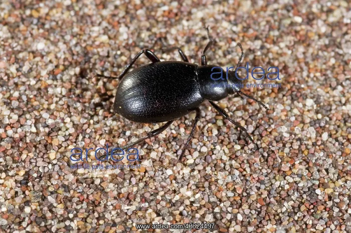 : Circus Beetle : Circus Beetle