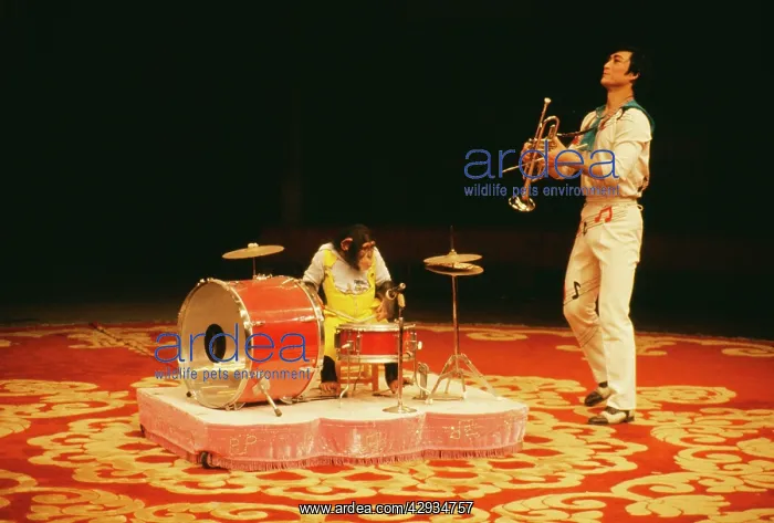 : CIRCUS - chimpanzee playing drums : CIRCUS - chimpanzee playing drums