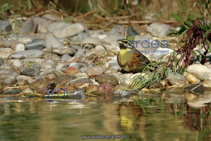 : Cirl Bunting : Cirl Bunting