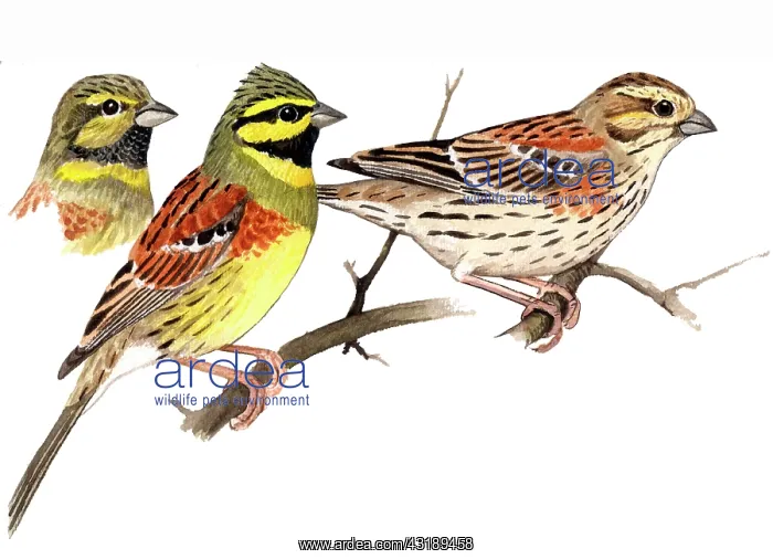 : Cirl Bunting : Cirl Bunting