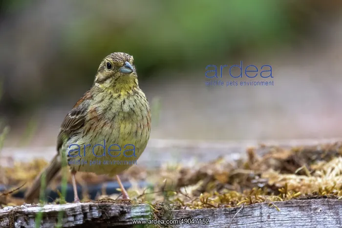 : CIRL BUNTING : CIRL BUNTING