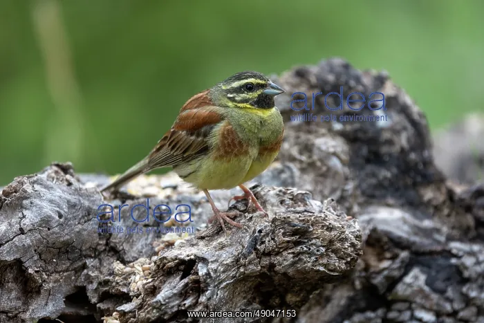 : CIRL BUNTING : CIRL BUNTING