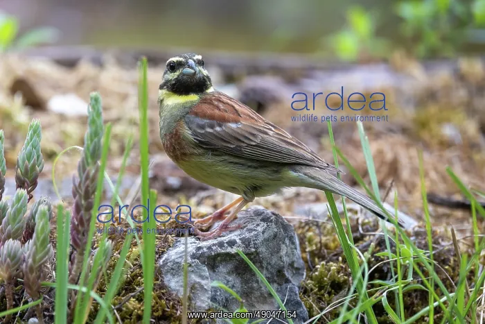  : CIRL BUNTING