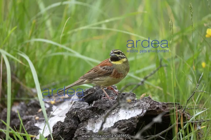 : CIRL BUNTING : CIRL BUNTING