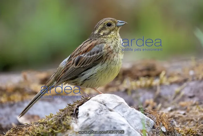 : CIRL BUNTING : CIRL BUNTING