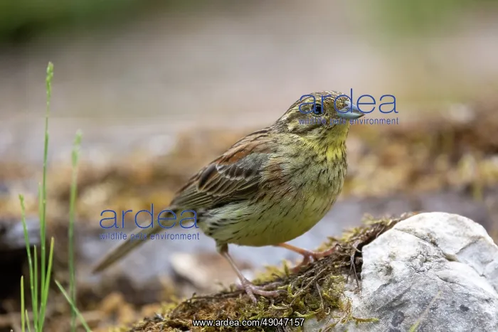 : CIRL BUNTING : CIRL BUNTING