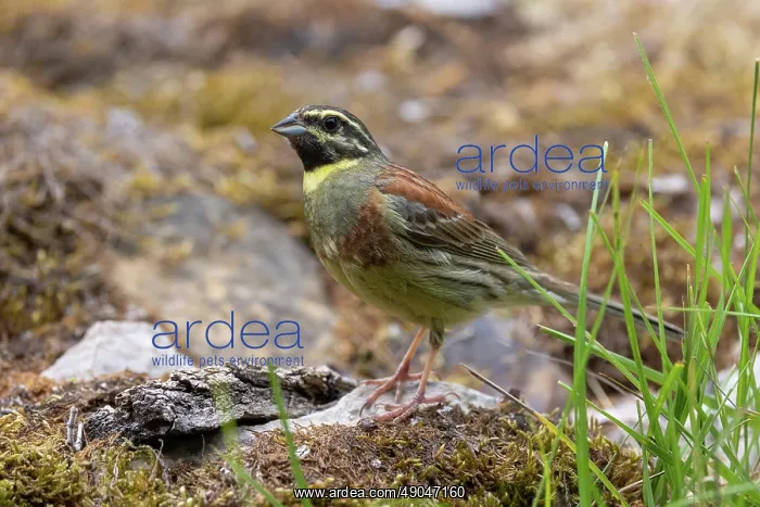 : CIRL BUNTING : CIRL BUNTING