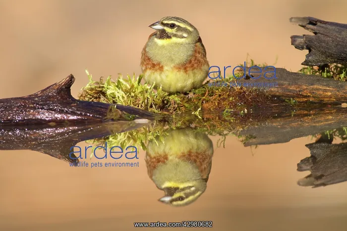 : Cirl Bunting - adult male at drinking pool : Cirl Bunting - adult male at drinking pool