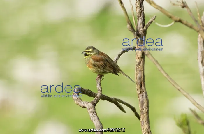 : Cirl Bunting - adult male, February : Cirl Bunting - adult male, February