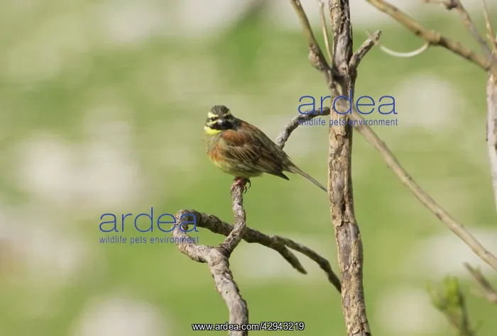 : Cirl Bunting - adult male, February : Cirl Bunting - adult male, February
