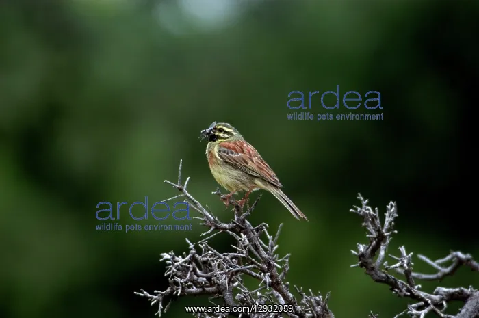 : Cirl Bunting - Adult male with food for young : Cirl Bunting - Adult male with food for young