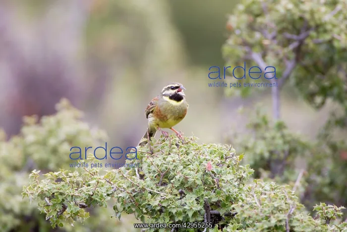 : Cirl Bunting - adult male singing on territory : Cirl Bunting - adult male singing on territory