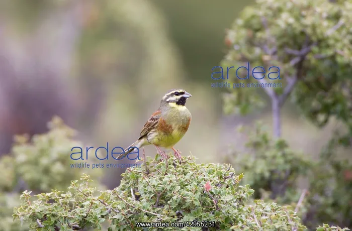  : Cirl Bunting - adult male on territory