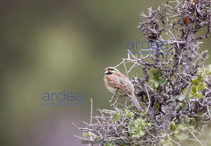 : Cirl Bunting - adult male on territory : Cirl Bunting - adult male on territory